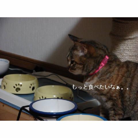 ご紹介♪_d0355333_11271093.jpg