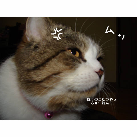 ゆうたのこたつ_d0355333_11271123.jpg
