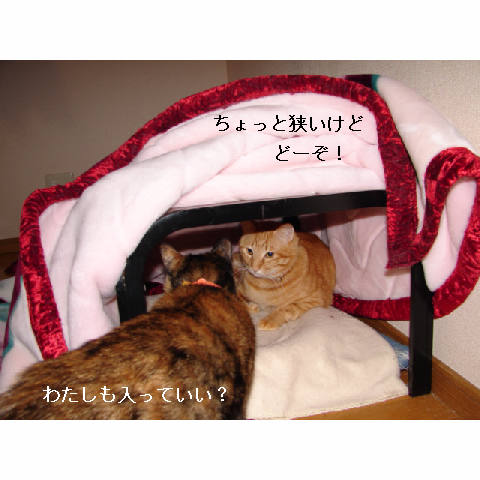ゆうたのこたつ_d0355333_11271166.jpg