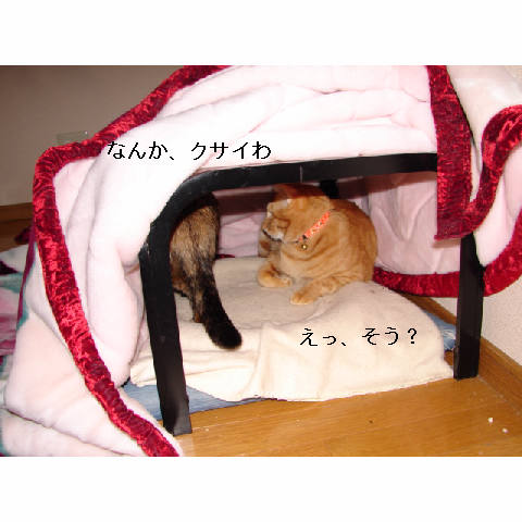ゆうたのこたつ_d0355333_11271191.jpg