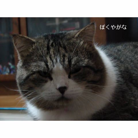幸せな午後_d0355333_11271379.jpg