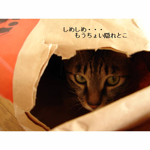 かくれんぼ_d0355333_11272249.jpg