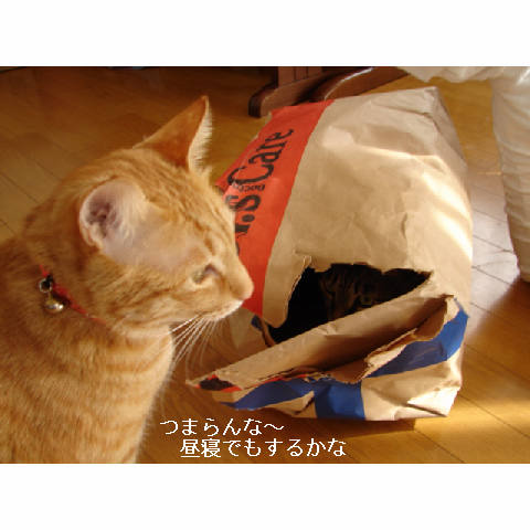 かくれんぼ_d0355333_11272268.jpg