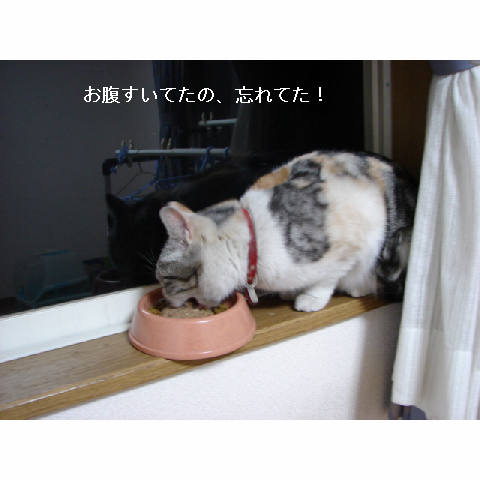 こはるちゃん保護しました!_d0355333_11272465.jpg