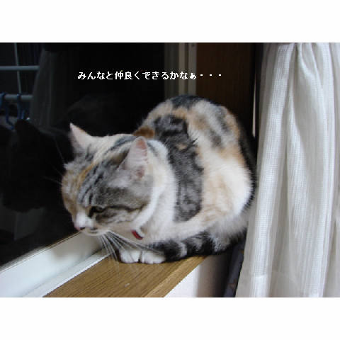 こはるちゃん保護しました!_d0355333_11272495.jpg