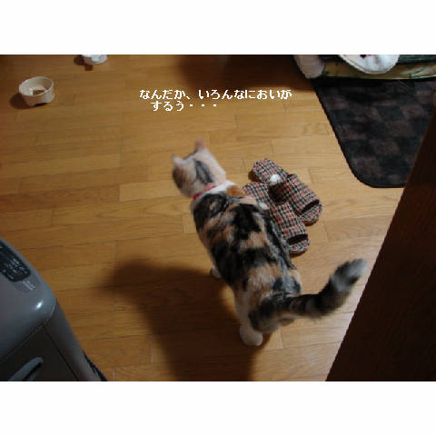 素敵なう○こさん_d0355333_11272530.jpg