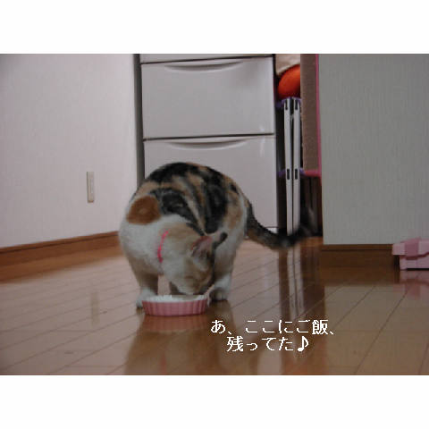 素敵なう○こさん_d0355333_11272565.jpg
