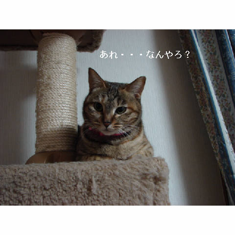 素敵なう○こさん_d0355333_11272600.jpg