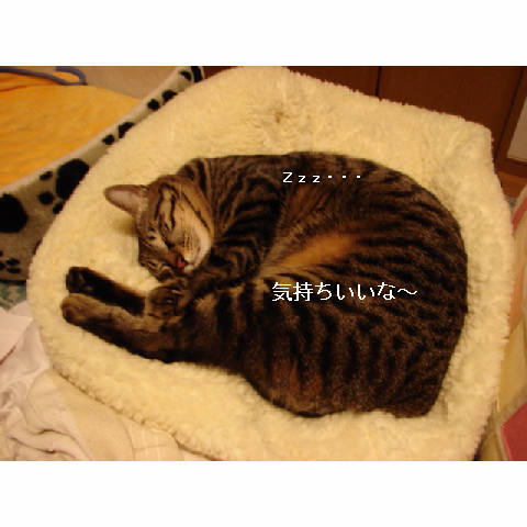 我が家のお正月♪_d0355333_14050349.jpg
