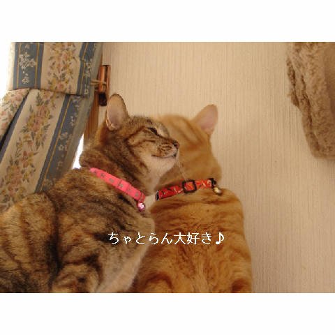 我が家のお正月♪_d0355333_14050366.jpg