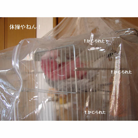 我が家のお正月♪_d0355333_14050417.jpg