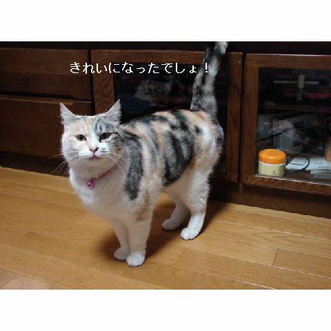 我が家のお正月♪_d0355333_14050432.jpg