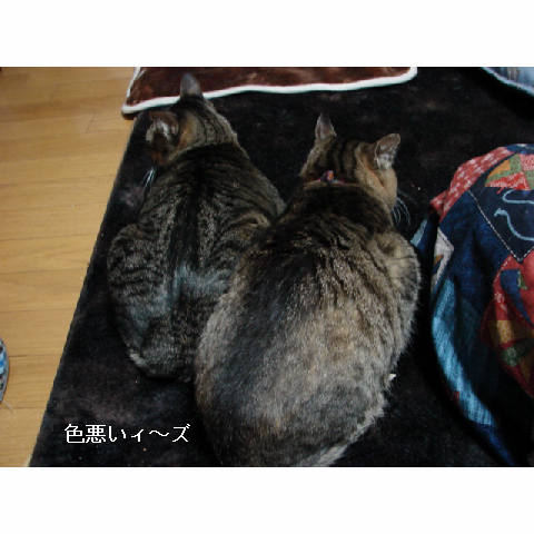我が家のお正月♪_d0355333_14050461.jpg