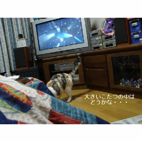こたつ♪_d0355333_14050807.jpg