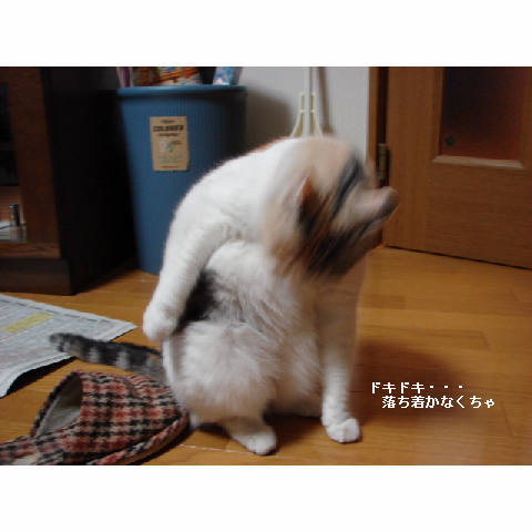 こたつ♪_d0355333_14050859.jpg