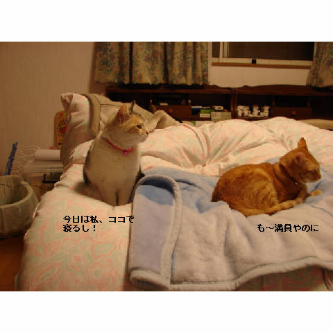 知らない暖かさ_d0355333_14051004.jpg