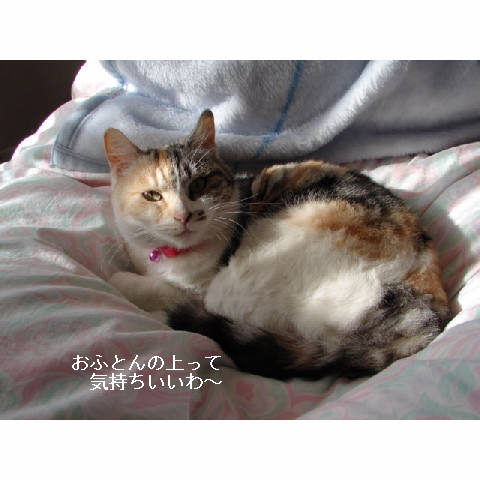 知らない暖かさ_d0355333_14051020.jpg