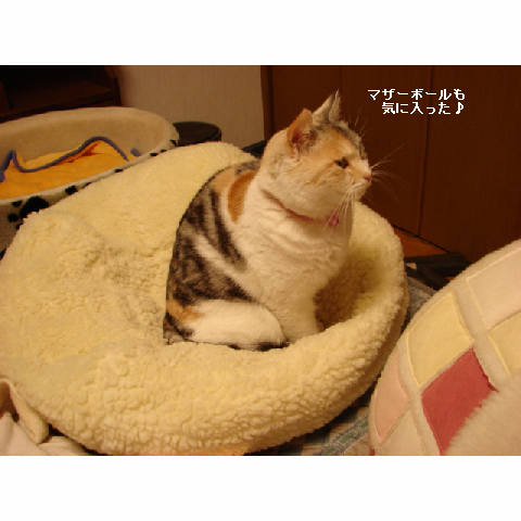 知らない暖かさ_d0355333_14051068.jpg