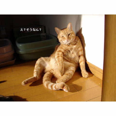こはるちゃん幸せへの旅立ち_d0355333_14051106.jpg