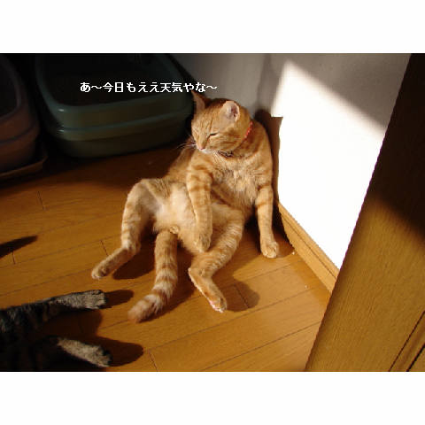 こはるちゃん幸せへの旅立ち_d0355333_14051177.jpg