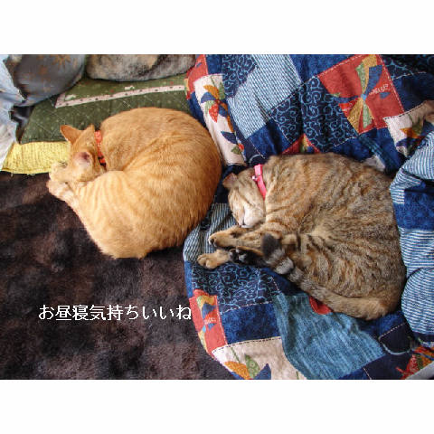 明日はいよいよ_d0355333_14051189.jpg