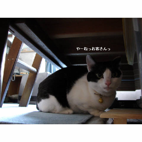 こはるちゃん幸せへの旅立ち_d0355333_14051200.jpg