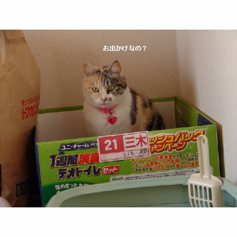 こはるちゃん幸せへの旅立ち_d0355333_14051238.jpg