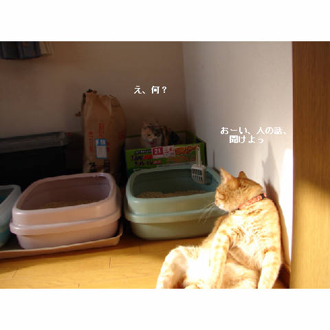 こはるちゃん幸せへの旅立ち_d0355333_14051274.jpg