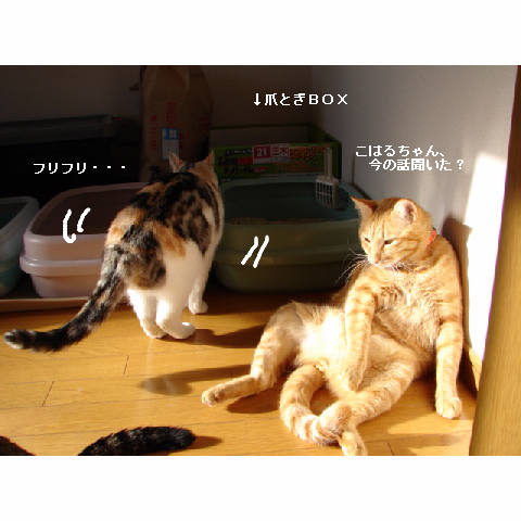 こはるちゃん幸せへの旅立ち_d0355333_14051295.jpg