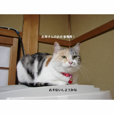 こはるちゃん幸せへの旅立ち_d0355333_14051326.jpg
