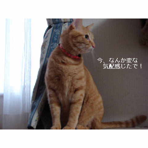 近所の犬_d0355333_14051536.jpg