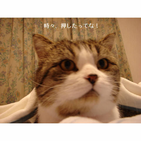 ブログランキング_d0355333_14051687.jpg