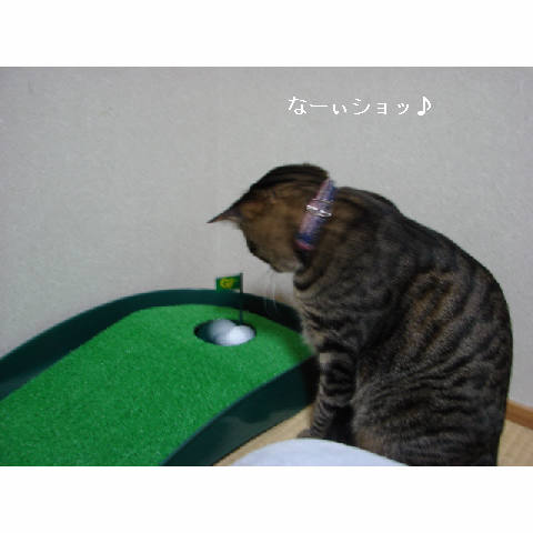 かわいいキャディさん_d0355333_14052131.jpg