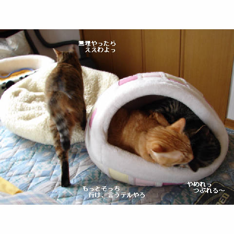 かまくらベッド人気♪_d0355333_14052323.jpg