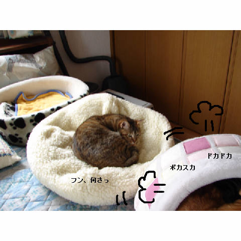 かまくらベッド人気♪_d0355333_14052332.jpg