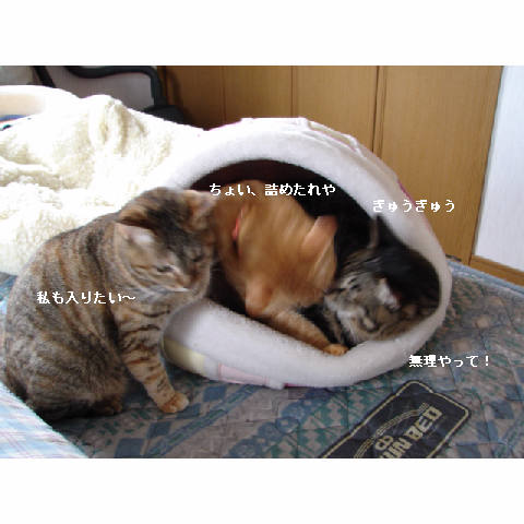 かまくらベッド人気♪_d0355333_14052338.jpg
