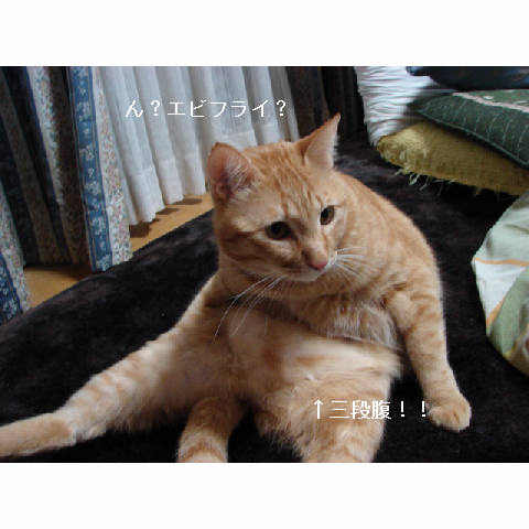 犯にゃんは誰だ☆エビフライ編_d0355333_14052426.jpg