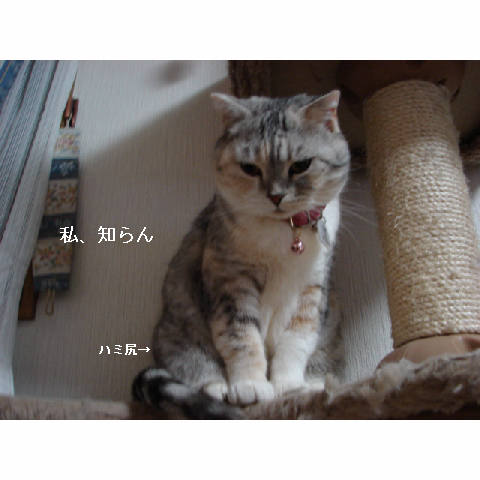 犯にゃんは誰だ☆エビフライ編_d0355333_14052434.jpg