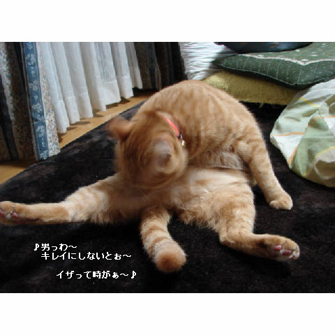 犯にゃんは誰だ☆エビフライ編_d0355333_14052446.jpg