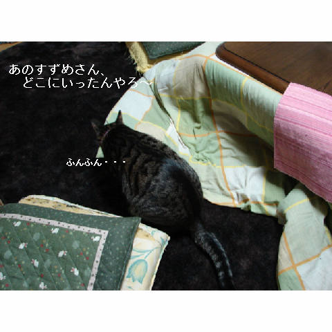 やっぱり猫_d0355333_14052909.jpg