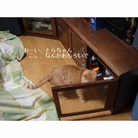 やっぱり猫_d0355333_14052926.jpg