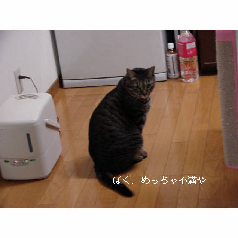 やっぱり猫_d0355333_14052967.jpg
