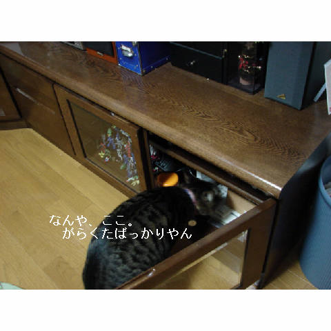 やっぱり猫_d0355333_14052976.jpg