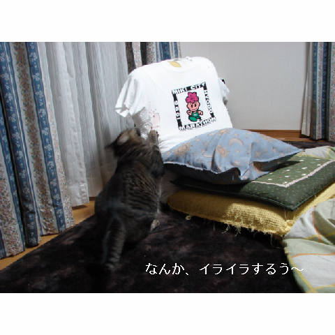 やっぱり猫_d0355333_14053017.jpg