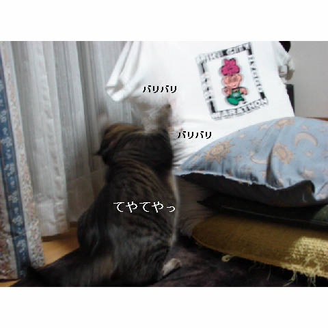 やっぱり猫_d0355333_14053087.jpg