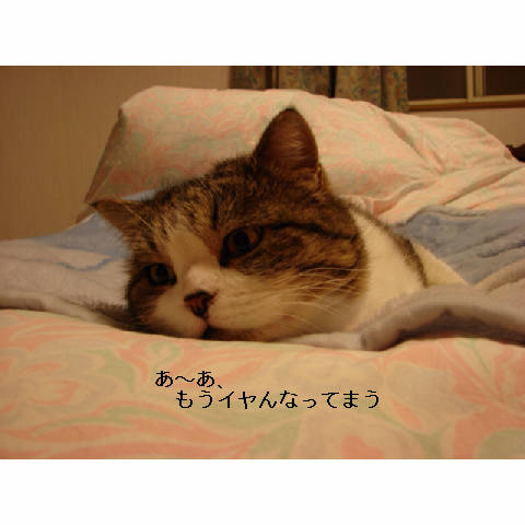 調子こいとう!_d0355333_14053096.jpg
