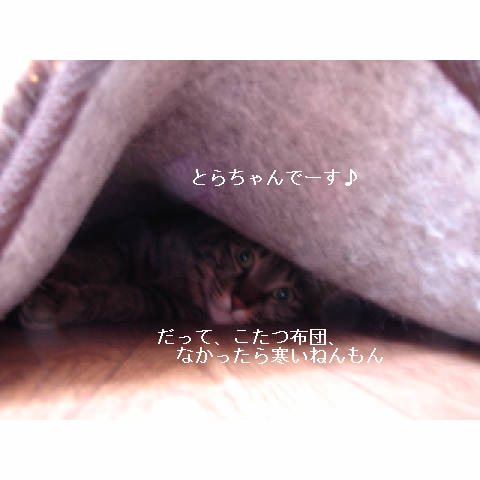 お掃除の朝は_d0355333_14053285.jpg