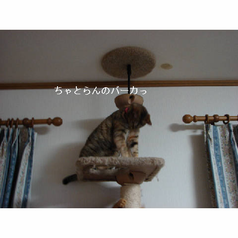 会いに行ってきたよ_d0355333_14053584.jpg