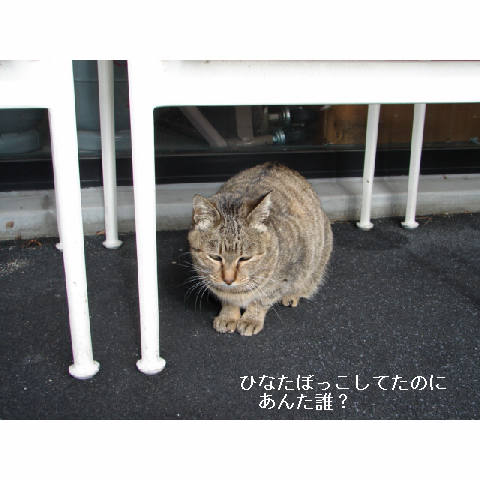 捕獲失敗 ><_d0355333_14053721.jpg