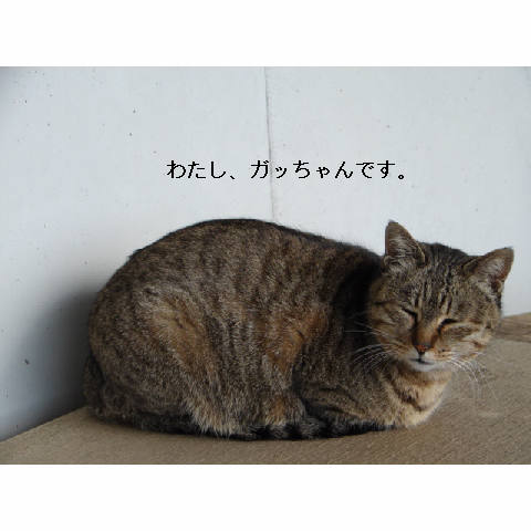 捕獲失敗 ><_d0355333_14053751.jpg